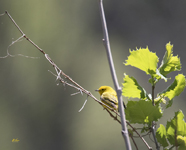 Yellow Warbler 1377